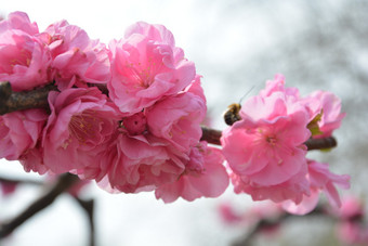 春天植物园公园中盛开的梅花