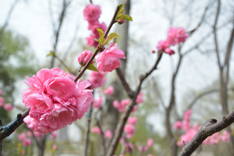 春天植物园公园中盛开的梅花