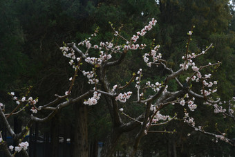 春天植物园公园中盛开的杏花