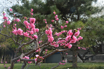 春天植物园公园中盛开的<strong>梅花</strong>