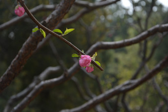春天植物园公园中盛开的梅花
