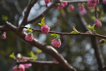 春天植物园公园中盛开的梅花