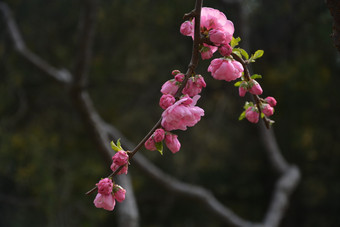 春天植物园公园中盛开的梅花