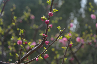 春天植物园公园中盛开的<strong>梅花</strong>