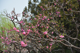 春天植物园公园中盛开的梅花