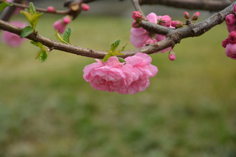 春天植物园公园中盛开的<strong>梅花</strong>