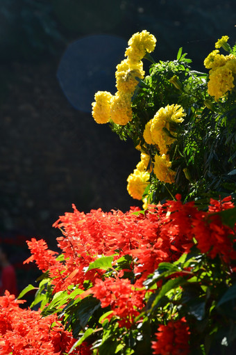 秋天植物园公园中的菊<strong>花</strong>和串红