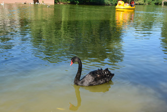 夏天公园人工湖中的黑天鹅