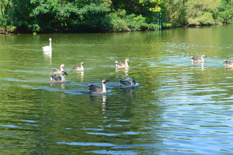 夏天城市公园人工湖中的天鹅