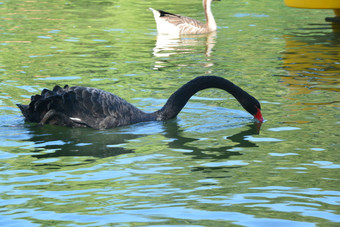 夏天城市公园人工湖中的黑天鹅