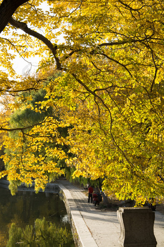 秋天公园中叶子变黄的大树