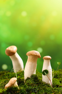 春季新鲜蘑菇菌菇创意摄影图