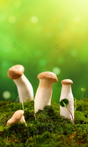 春季新鲜蘑菇菌菇创意摄影图