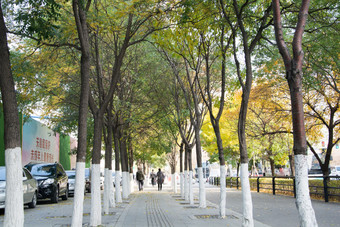 秋天城市街边林荫道