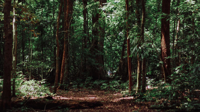 丛林中野生动物缓慢移动折断树枝灌木的音效
