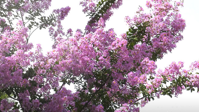 实拍火把花高清视频素材