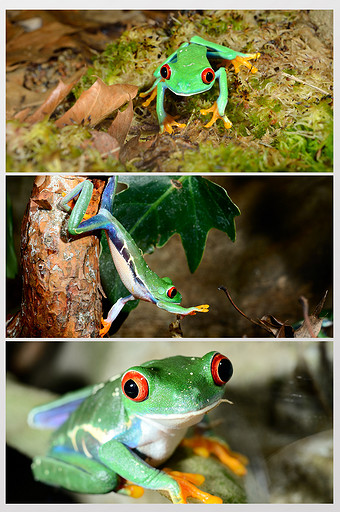 红眼小跳蛙摄影图片下载