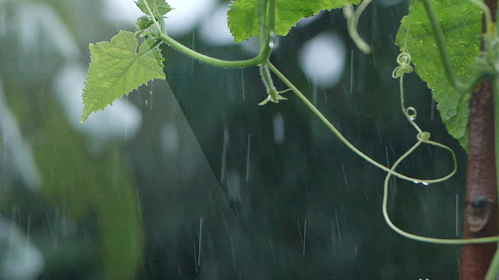 升格240帧 雨天水滴落叶植物1080p