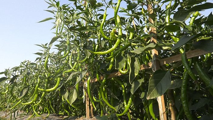 实拍辣椒种植基地高清视频素材