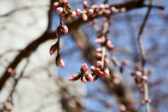 春天含苞待放的桃花