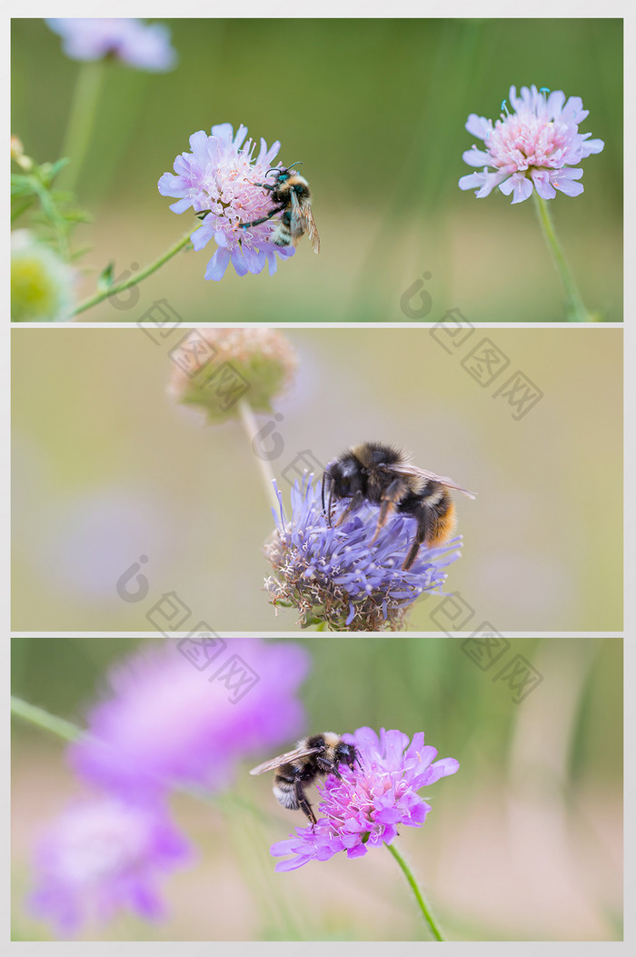 小蜜蜂花中采蜜摄影 图片下载 包图网