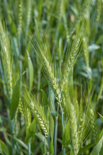 小麦<strong>麦穗</strong>