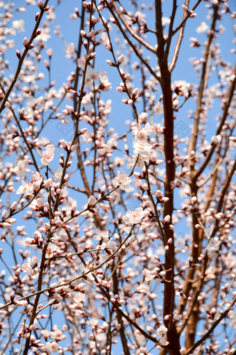 春天的山桃<strong>花</strong>