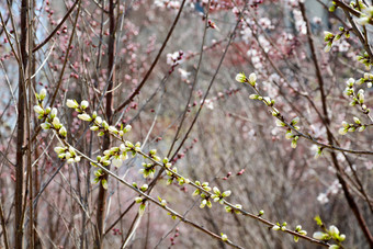 春天植物园公园中盛开的山桃花