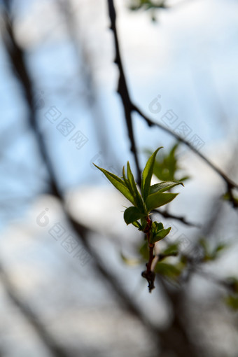 春天树木发芽嫩叶