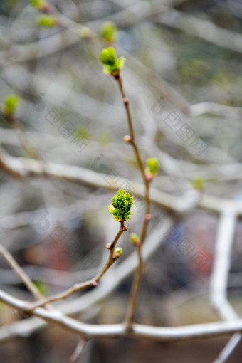 春天树木发芽嫩叶