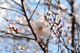 春天植物园公园中盛开的山<strong>桃花</strong>