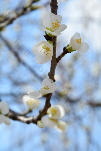 春天植物园公园中盛开的山桃花