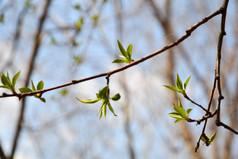 春天树木发芽嫩叶