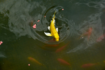 人工湖黄色鲤鱼