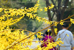 春天植物园公园盛开的黄色迎春花