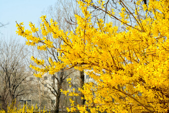 春天公园中的<strong>迎春花</strong>