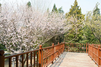 公园中盛开的山桃花