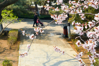 春天开放的山<strong>桃花</strong>