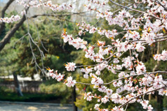 春天公园开放的山桃花