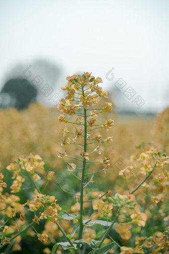 彩色<strong>油菜花</strong>