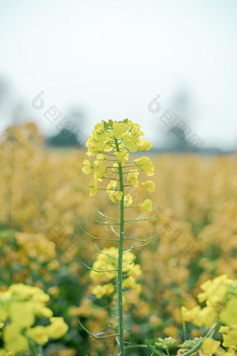 油菜花