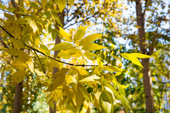 秋天白蜡树的黄叶