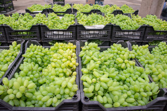水果批发市场的绿葡萄