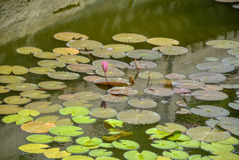 池塘中的<strong>荷</strong>花