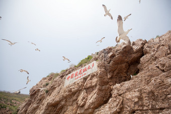 山东威海海驴岛黑尾鸥