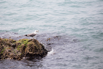 山东威海海驴岛黑尾鸥