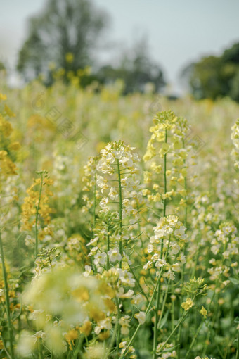 盛开的<strong>油菜花</strong>