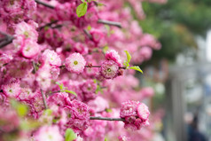 公园中的春花重瓣榆叶梅