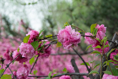 春花重瓣榆叶梅