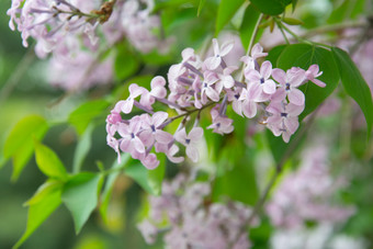 紫色丁香花